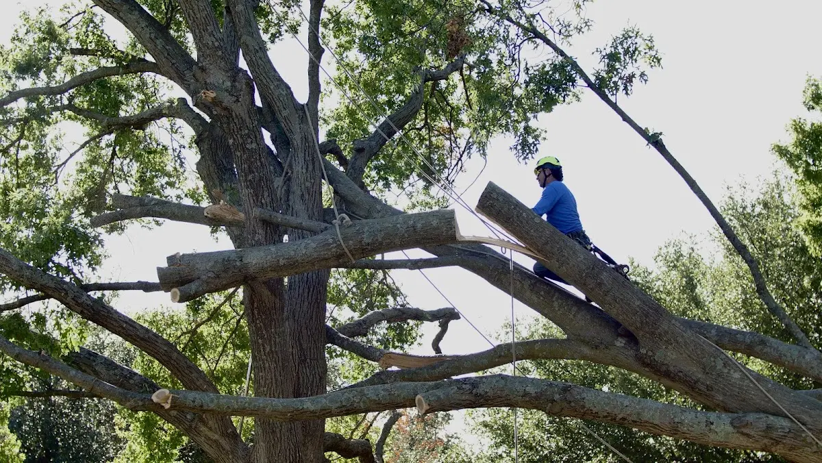 Professional Hazardous Tree Removal performed by certified arborists in Gatesville