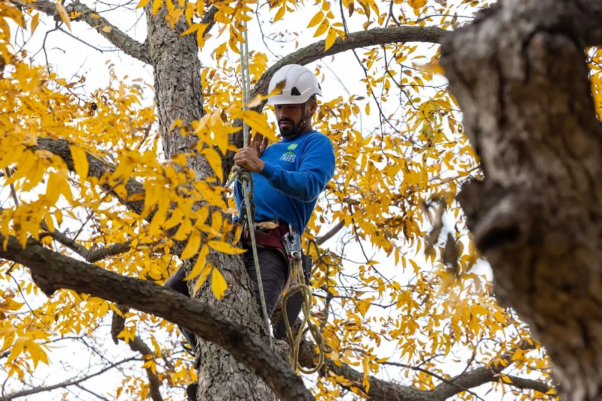 Skilled Tree Transplanting crew working in Gatesville